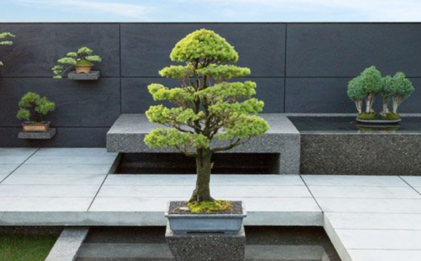 Teras dengan lantai beton dan pohon bonsai besar